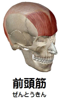 前頭筋の解剖図
