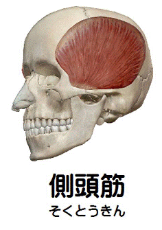 側頭筋の解剖図
