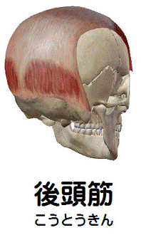 後頭筋の解剖図