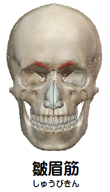 皺眉筋の解剖図