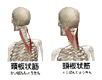 頚板状筋・頭板状筋の解剖図リンクバナー