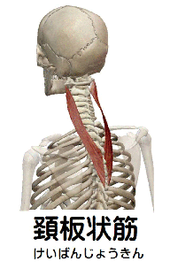 頚板状筋の解剖図
