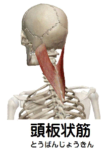 頭板状筋の解剖図