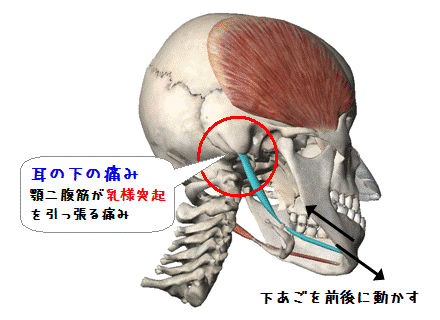 あごを動かす耳の下の痛み（図解）