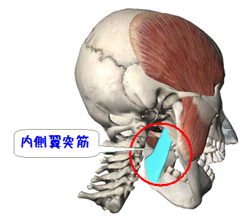 内側翼突筋の解剖図