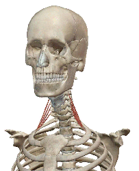 斜角筋の解剖図