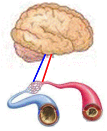 脳と血管のイメージ