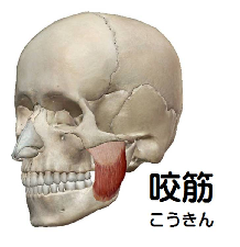 咬筋の解剖図