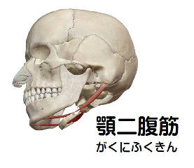顎二腹筋の解剖図