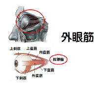 外眼筋の解剖図リンクバナー