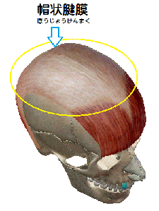 帽状腱膜の解剖図