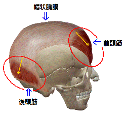 前頭筋・後頭筋・帽状腱膜の解剖図リンクバナー