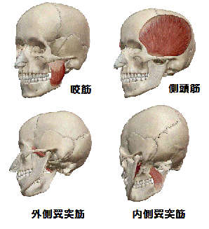 咀嚼筋の解剖図リンクバナー